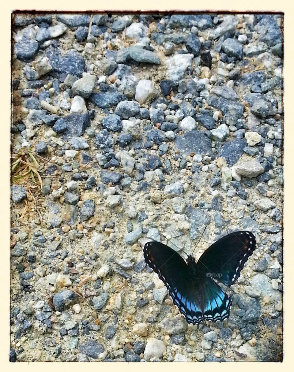 Butterfly and Gravel. Butterfly photographed in gravel parking lot.