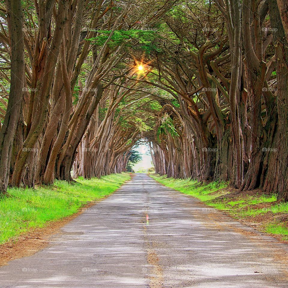 Often photographed Cypress Tunnel in Point Reyes National Seashore. 