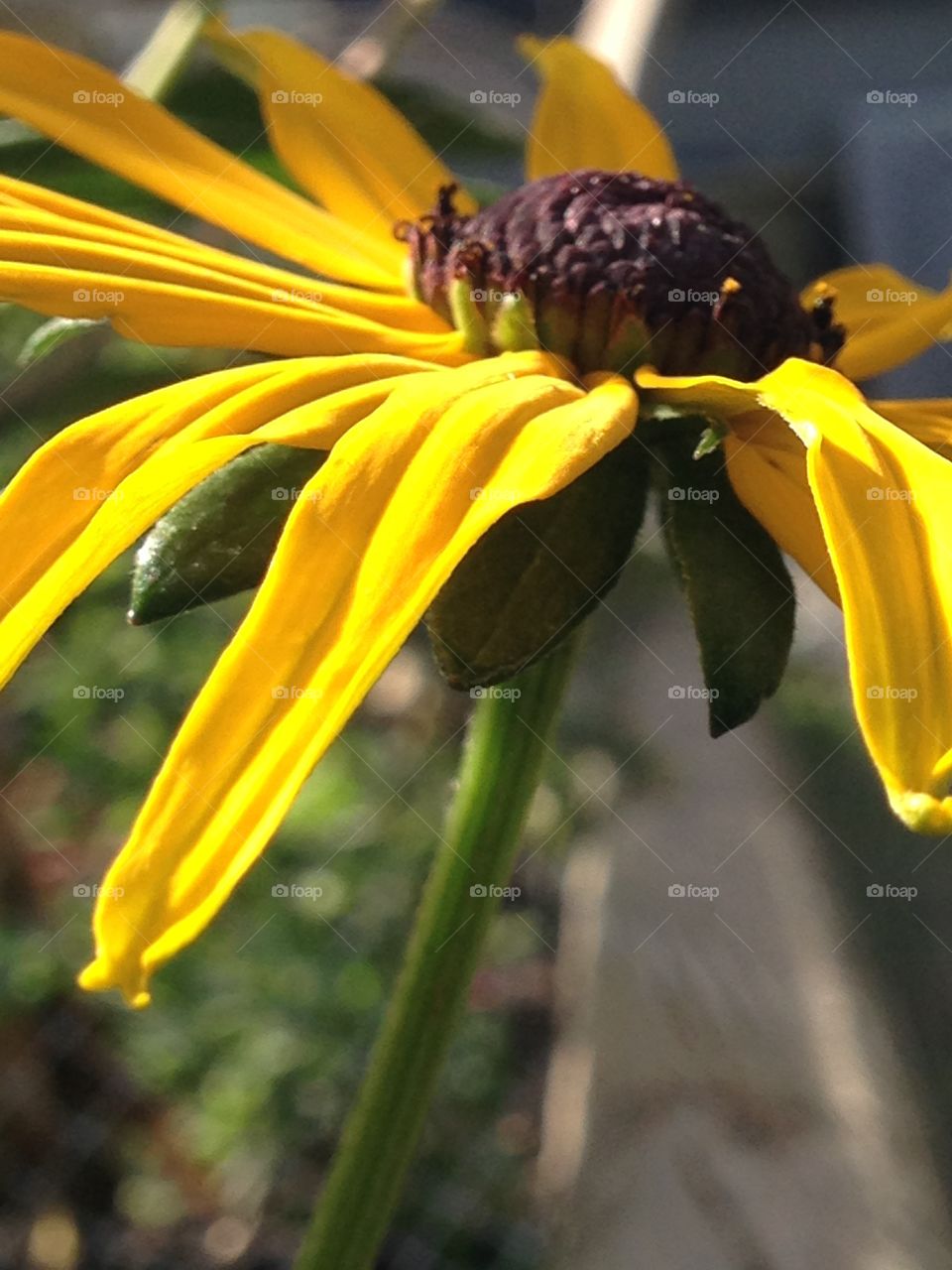 Beautiful blackeye Susan