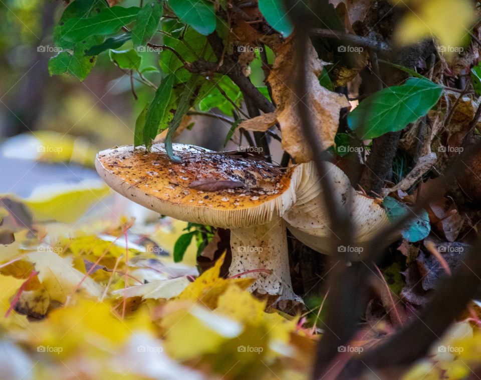 large brown and white mushroom hidden among the fallen Autumn leaves under a bush in Oregon