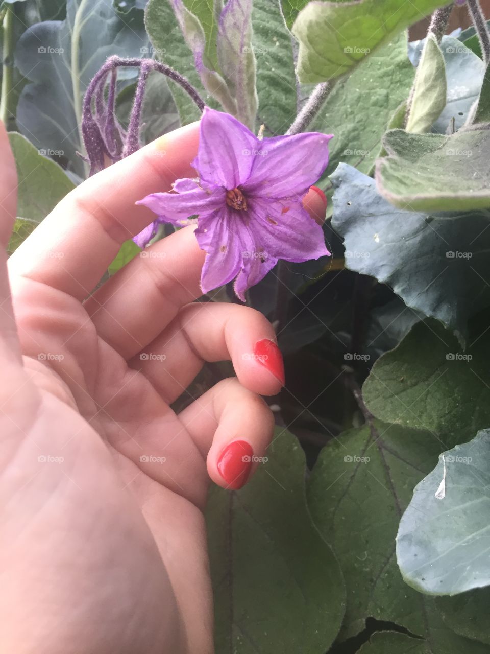 Eggplant flower