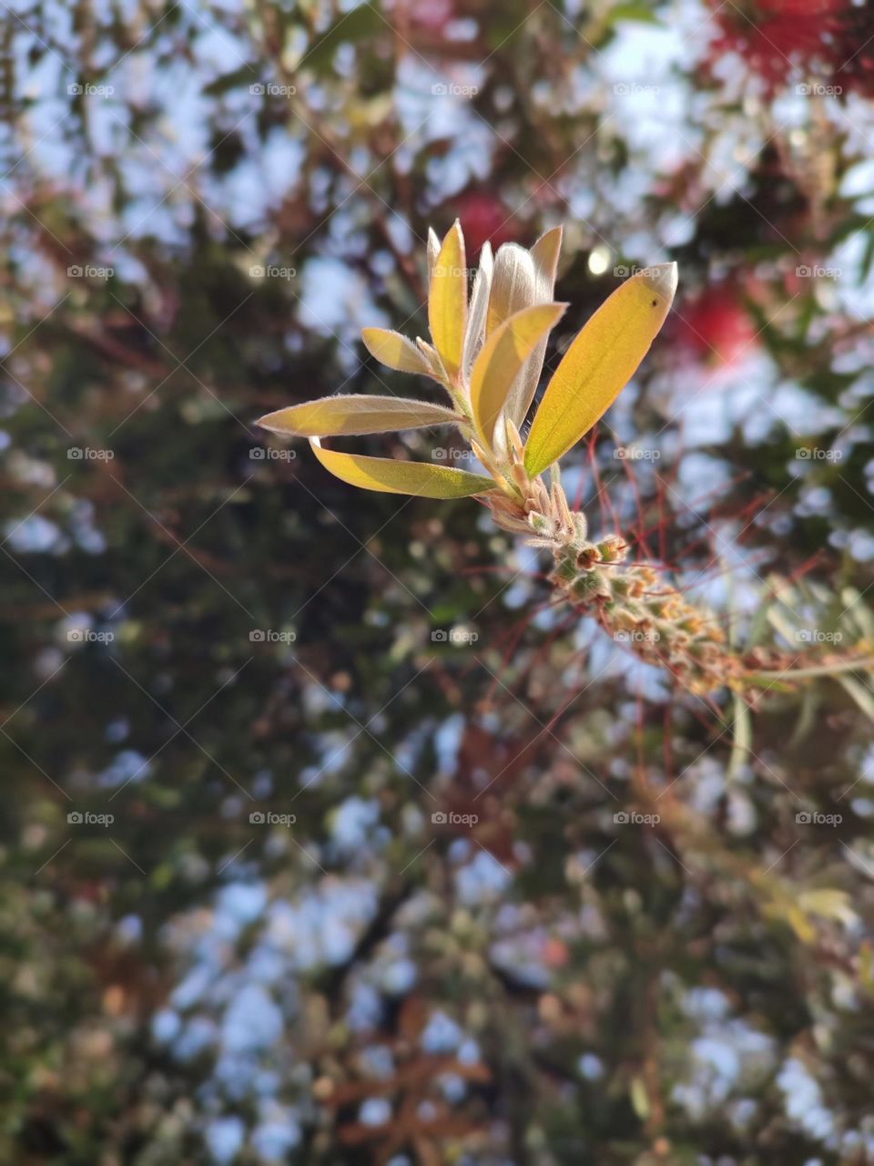 Bottlebrush leaves