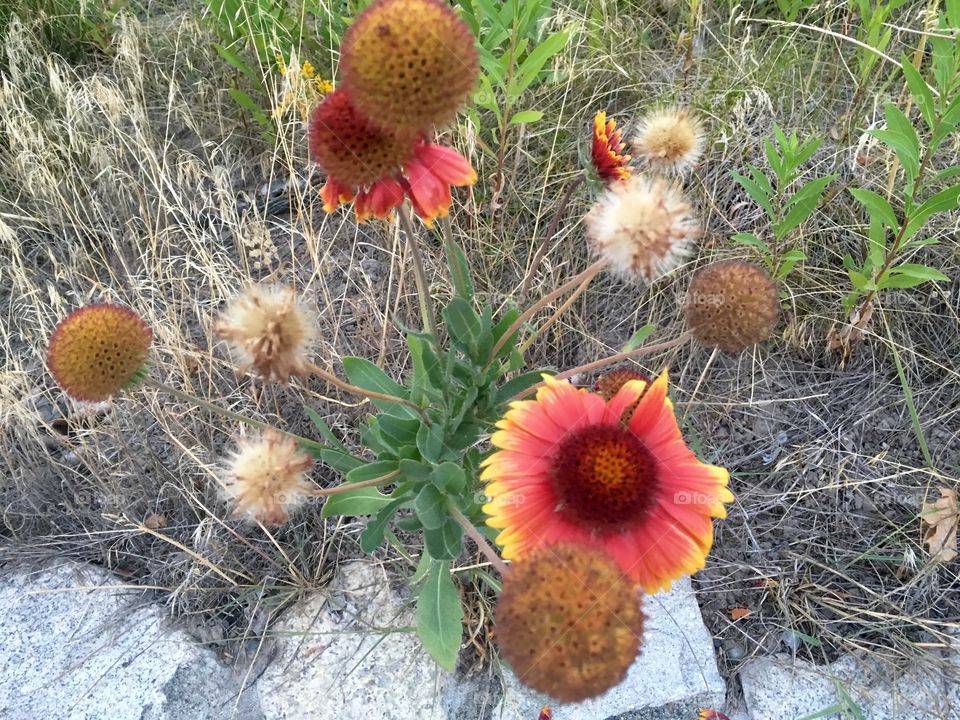 Red Flowers