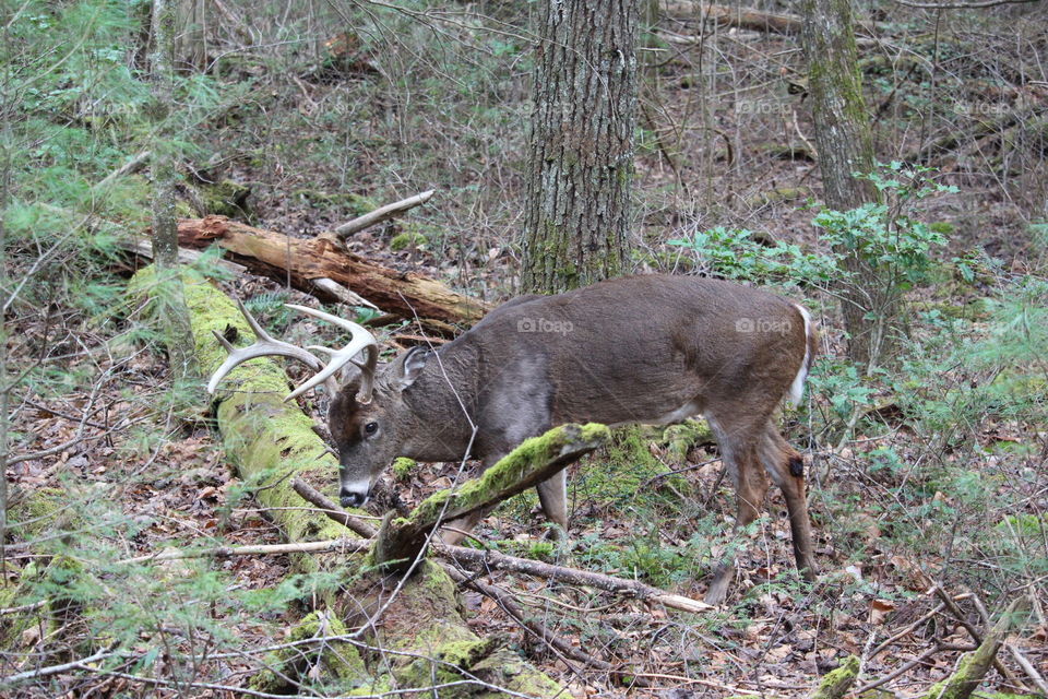 Buck by fallen log