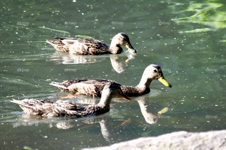 Duck, Wildlife, Bird, Pool, Water
