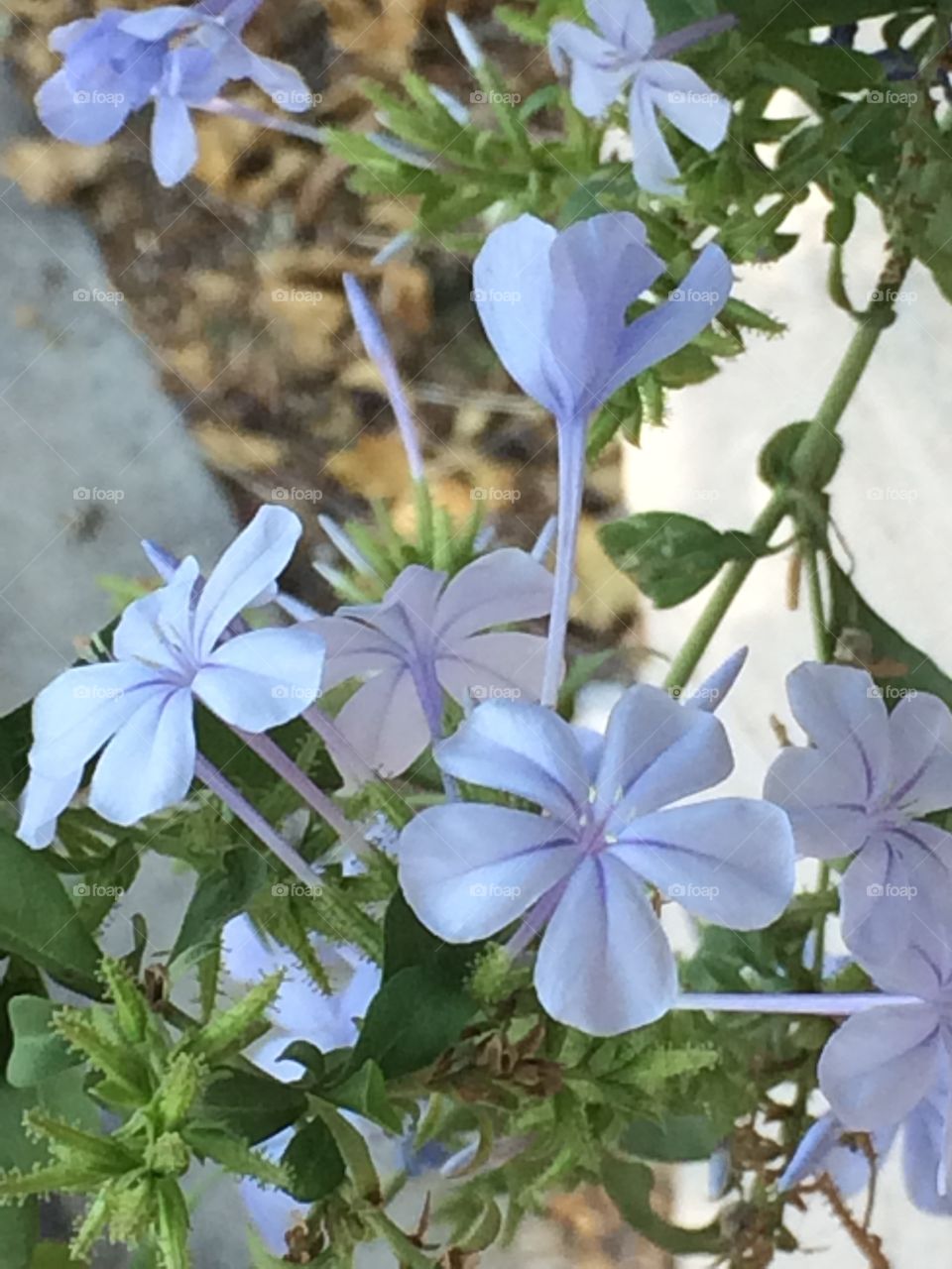 Pretty blue flowers