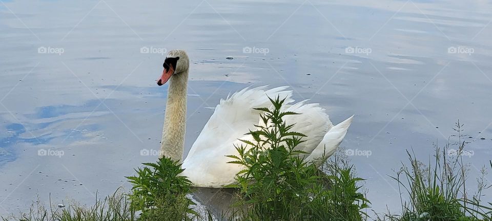 Swan