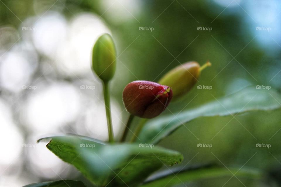 Let the nature bloom into beautiful one