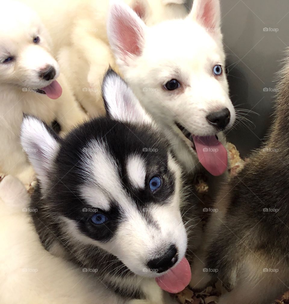 Adorable Husky puppies with bright blue eyes.