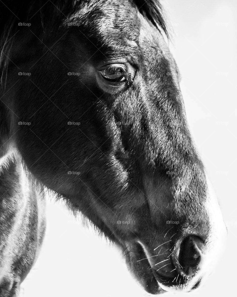 simple black and white portrait of a horse