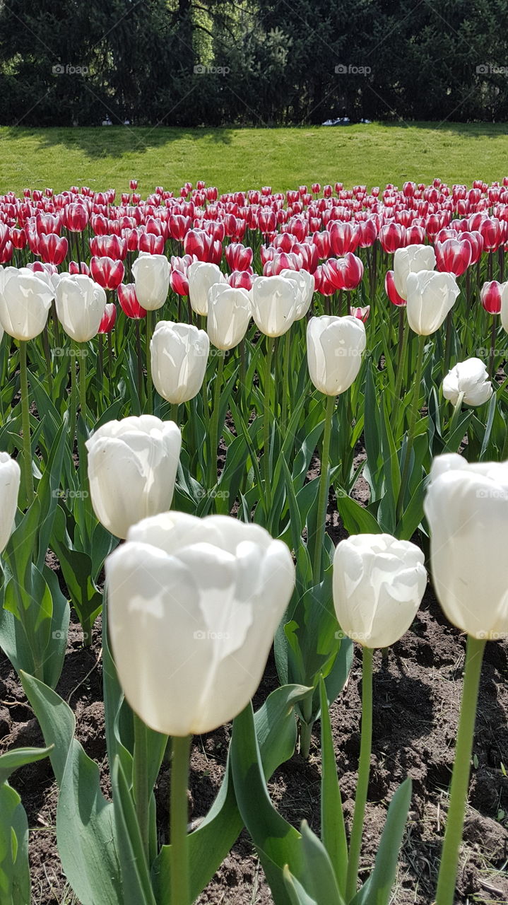 tulips flowerbed