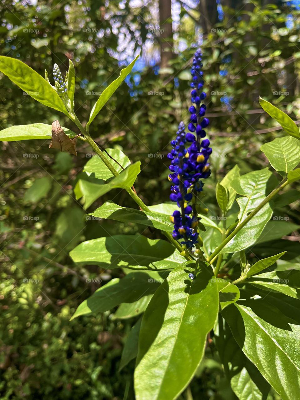 The purple flower in the spring 