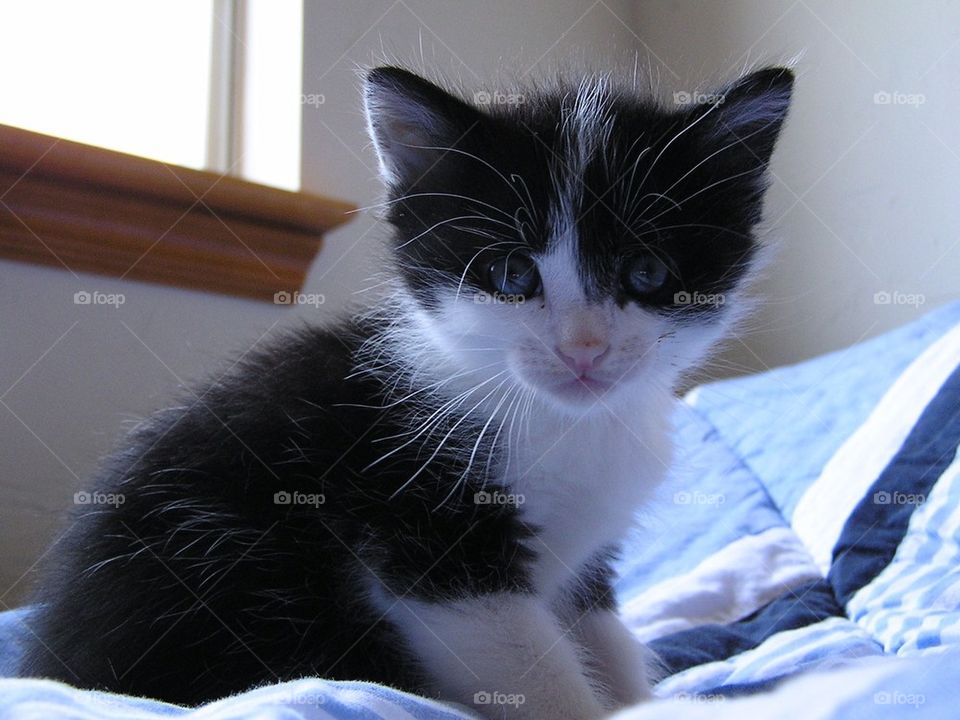 Black and White Kitten 