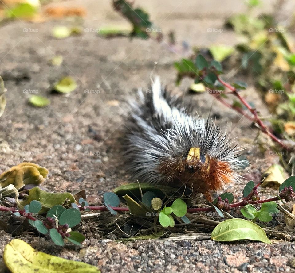 Caterpillar on path