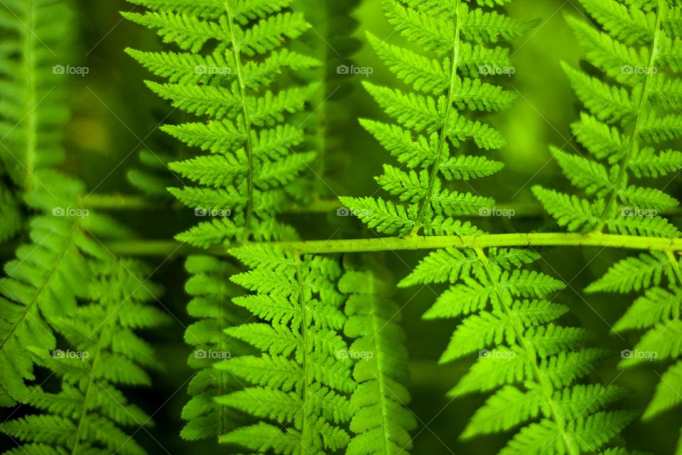 Green leaves close up