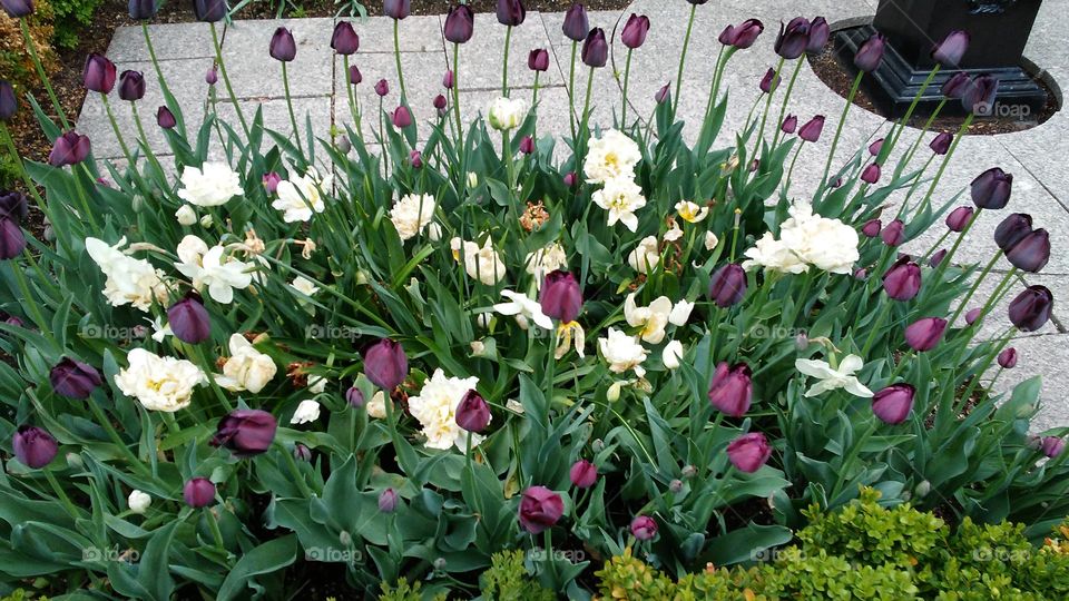 spring. flowers. beauty