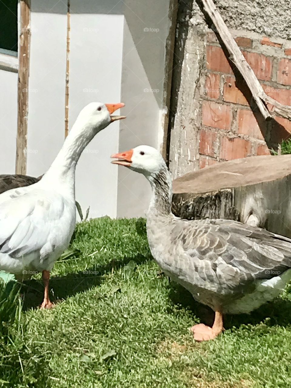 Talkative ducks enjoying a summer day in an animal sanctuary outside of Cusco, Peru 