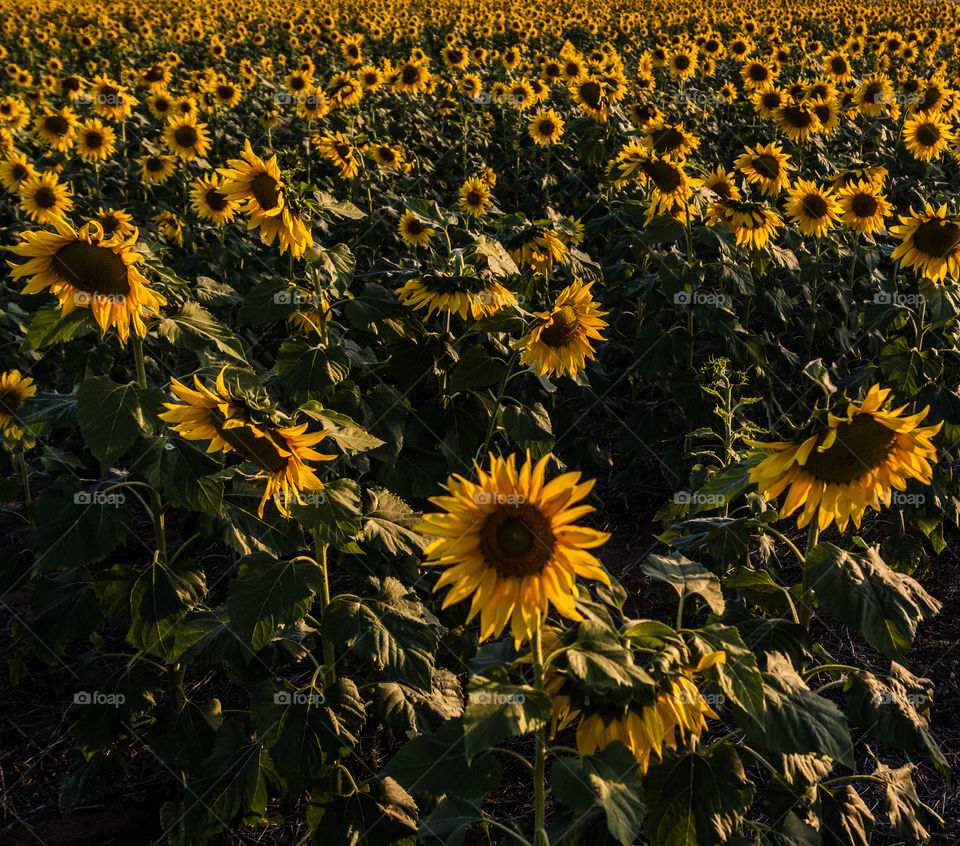 Vista elevada de plantação de girassóis 