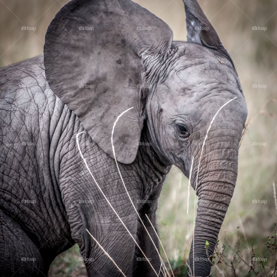 Baby Elephant - Loxodonta Africana