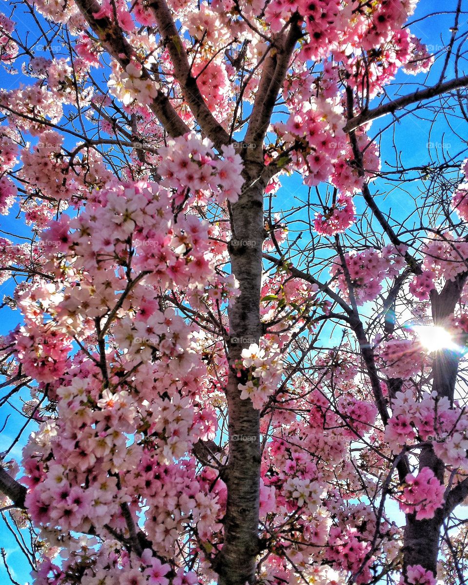 Cherry blossom Tree filtering sunbeams