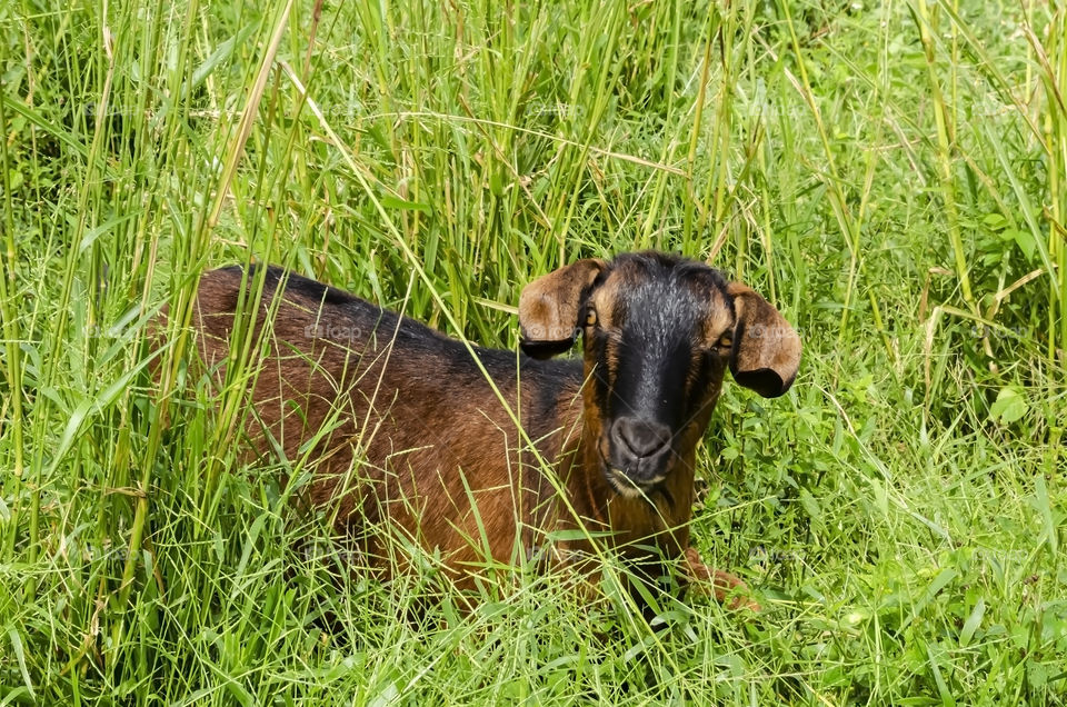 Anglo-Nubian Goat In Guinea Grass
