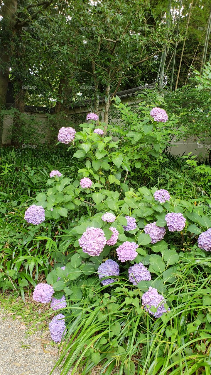 Hydrangea Flowers - Nara Japan