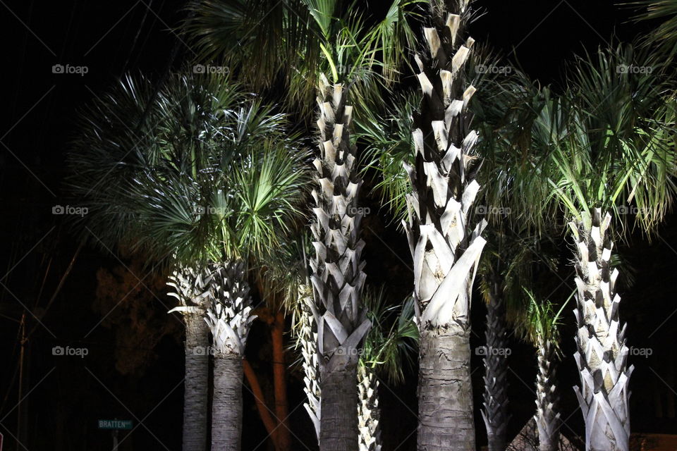 lovely palms.