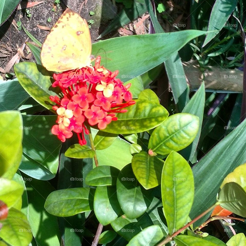 Yellow butterfly and red Flower