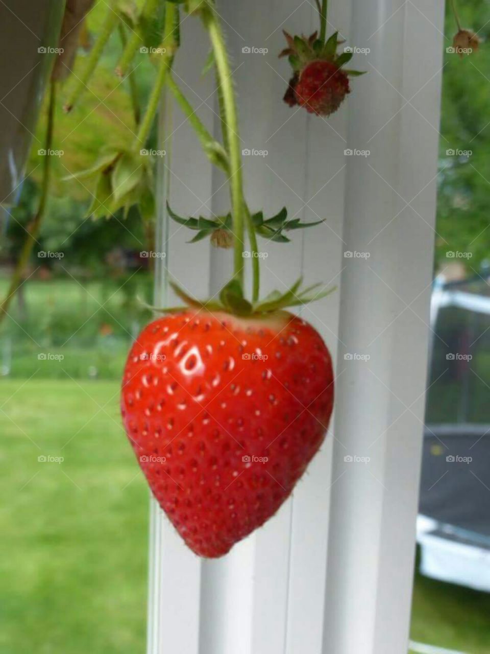 Strawberry hanging around on deck.
