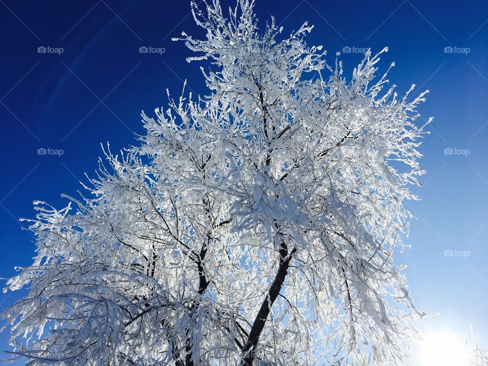Frozen, cold, freezing, tree, sky, blue