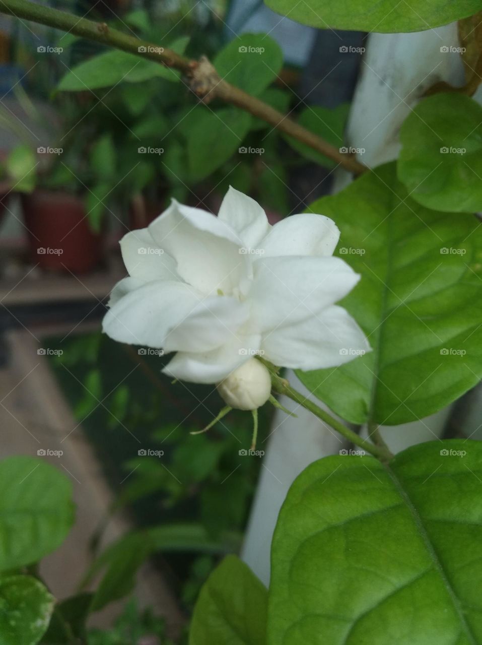 white flower seasonal fresh looks very beautiful generally found everywhere green leaves