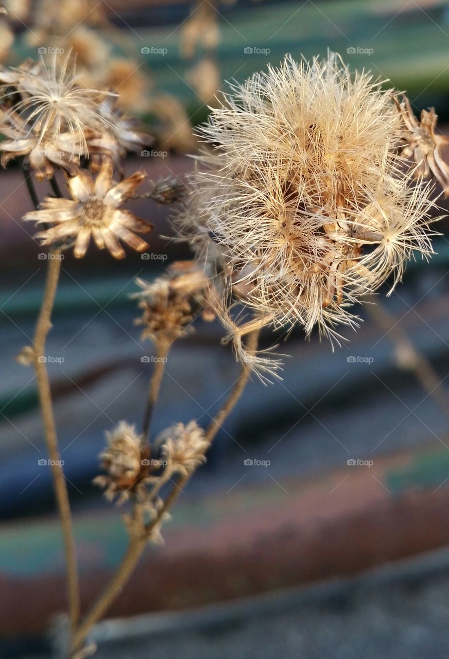 A worn metal multi colored iron fence behind a dried weed in winter I love these earth tone colors