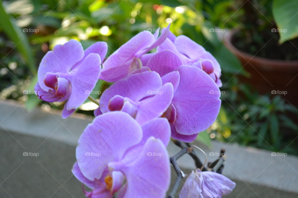 violet orchids