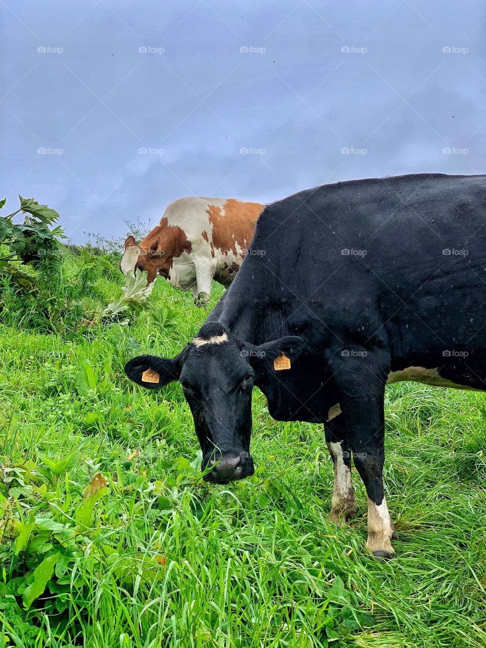 Curious cow 