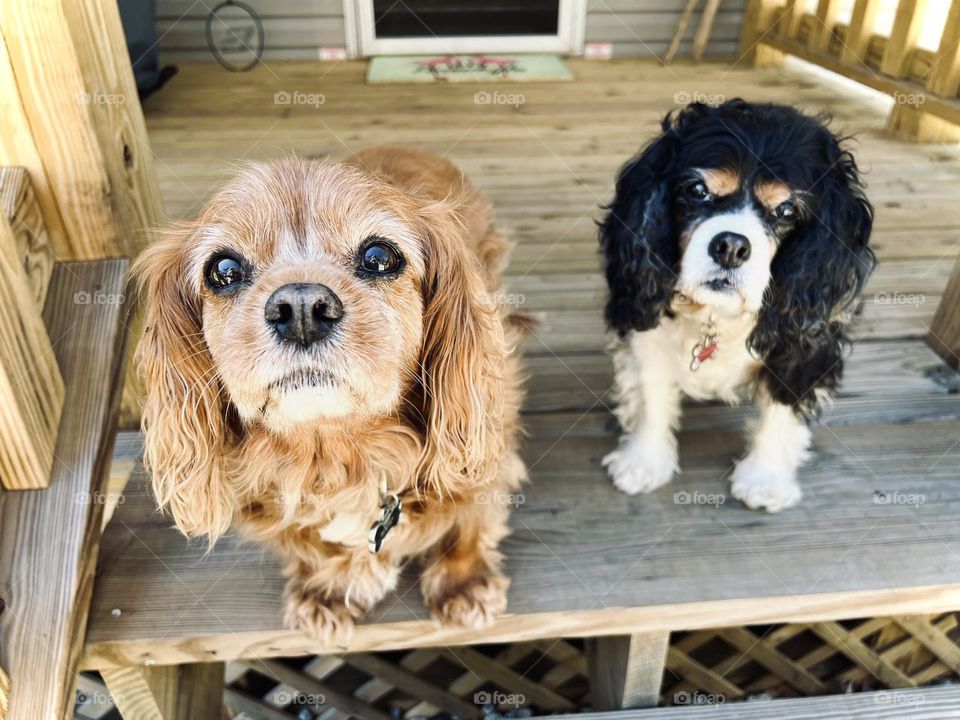 Two wonderfully beautiful senior Cavalier King Charles Spaniels on a porch in Kentucky 