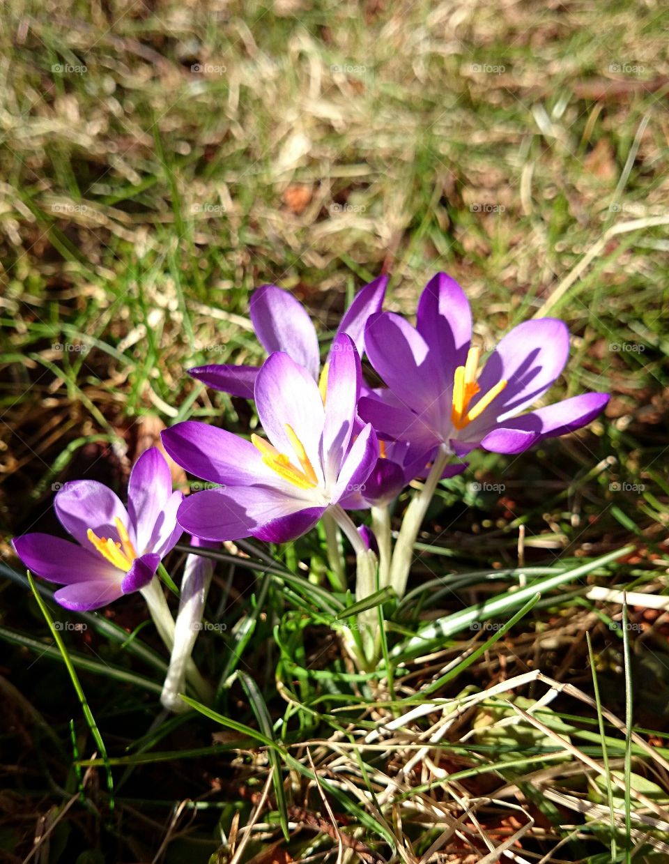 Purple crocus