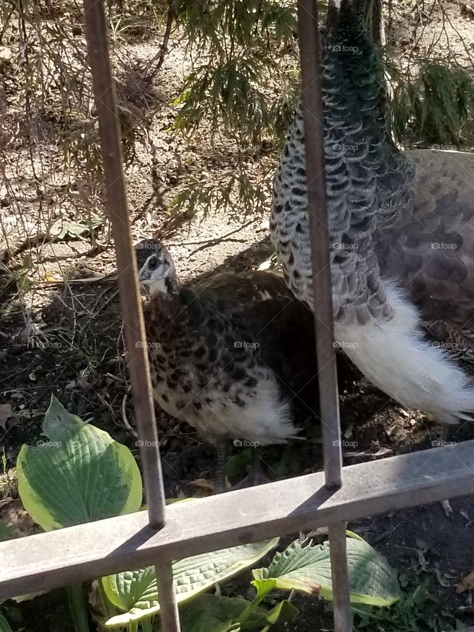 baby peacock