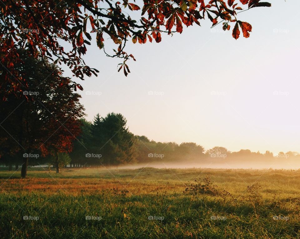 Autumn morning in the park