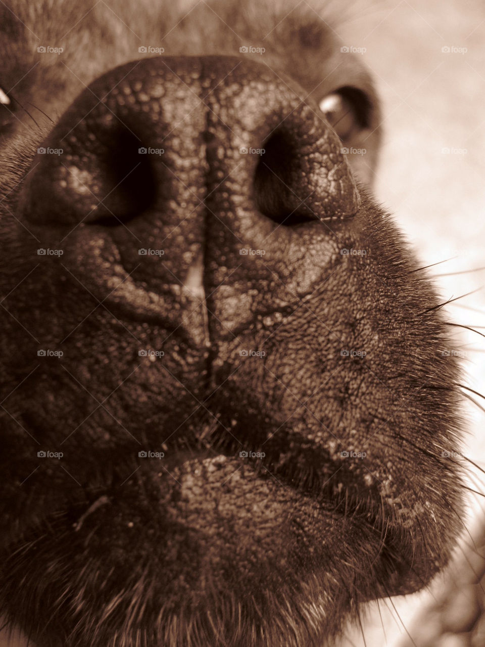 macro dog brown nose by bubu