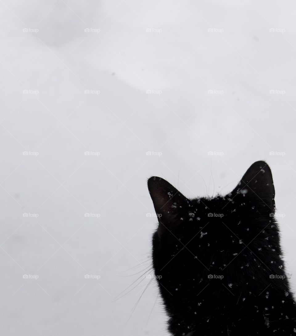Snowy Kitty