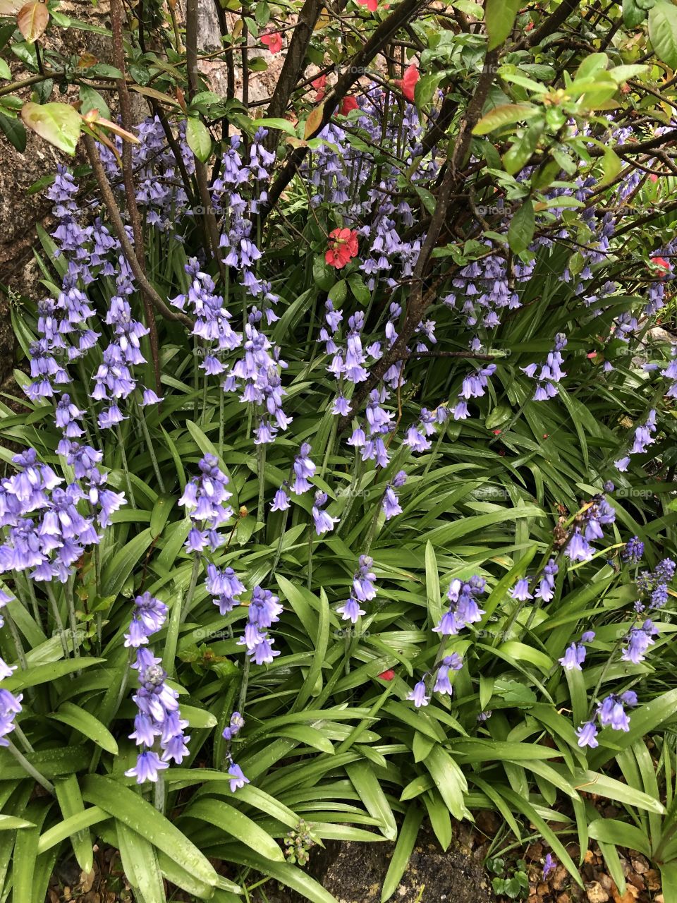 Some bunched up bluebells, which have benefitted from some rainfall, looking very striking today.