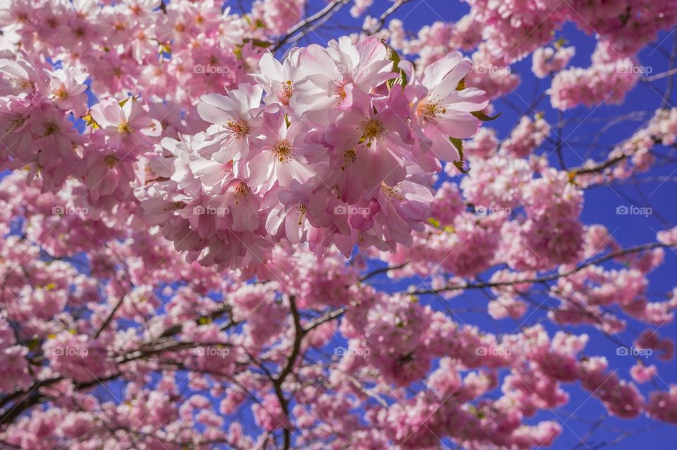 Pink park