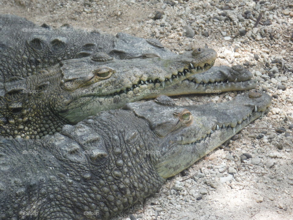 crocodiles. scary