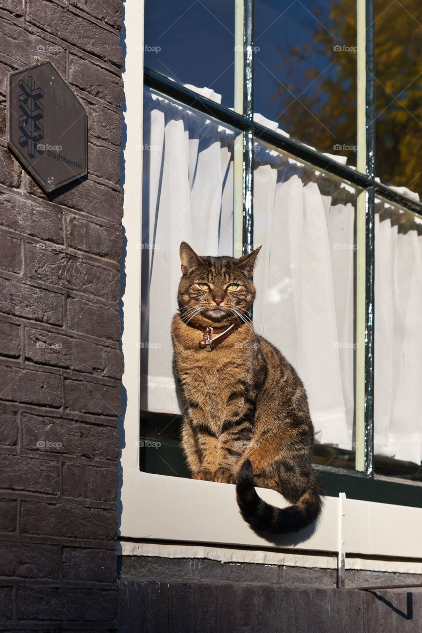 cat animal window amsterdam by kozjar