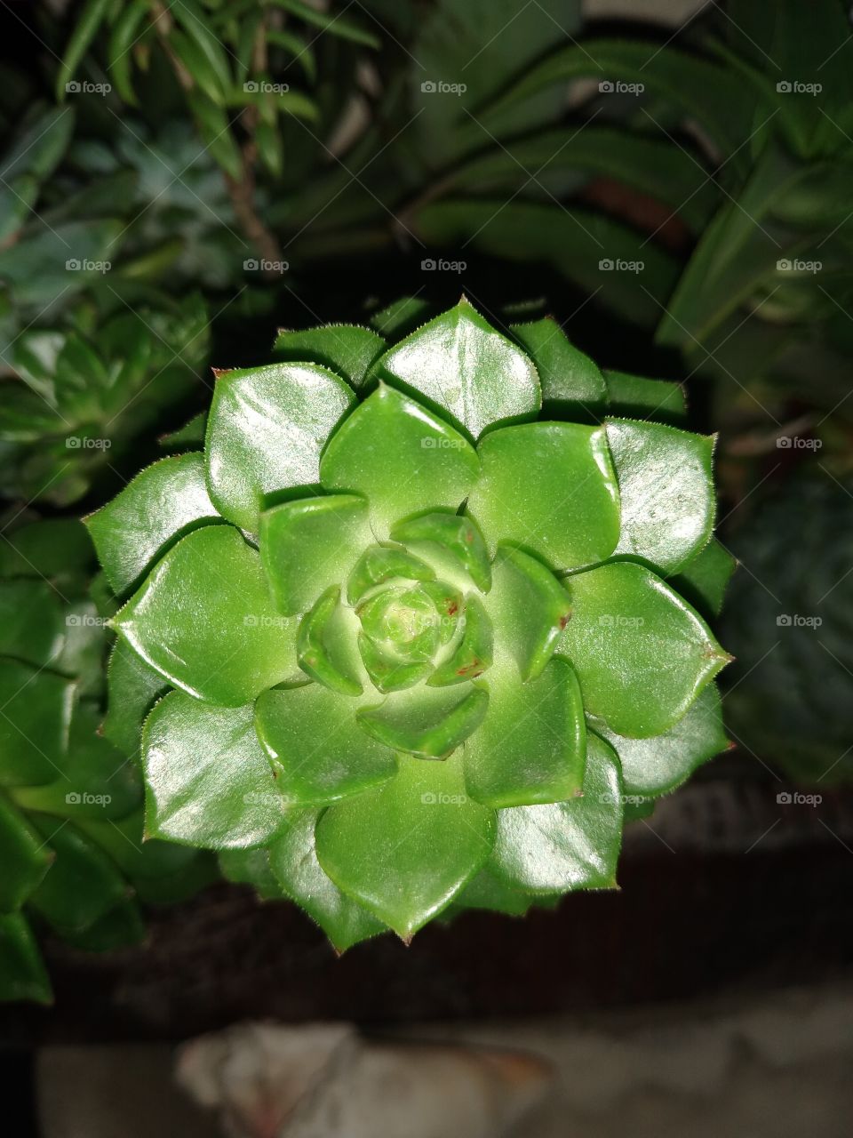 succulent