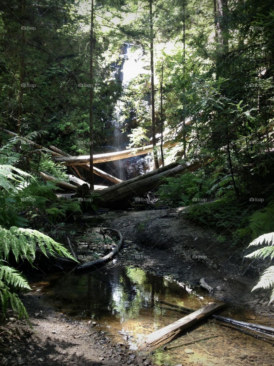 Creek in redwood forest