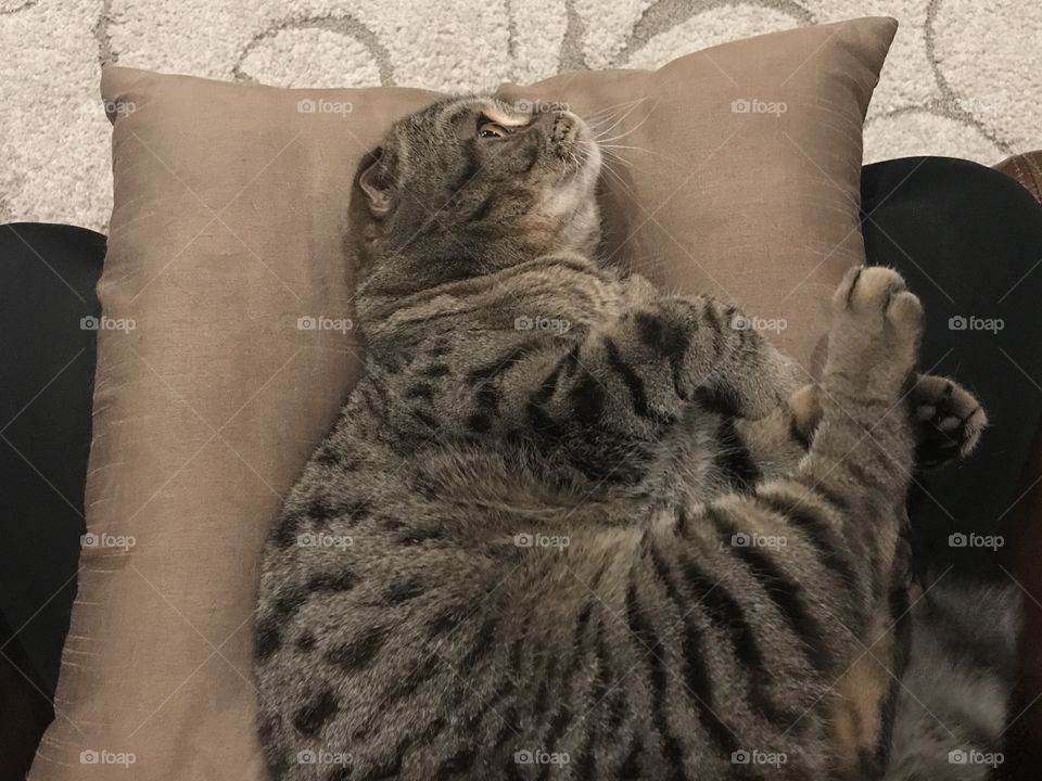 Our cat Tiger resting on the pillow on my lap.