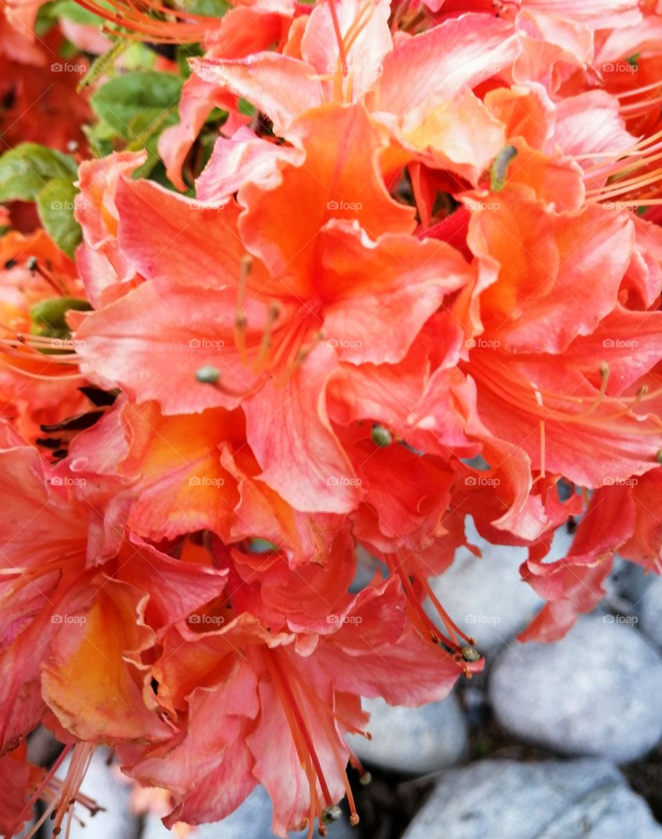 Coral Rhododendron