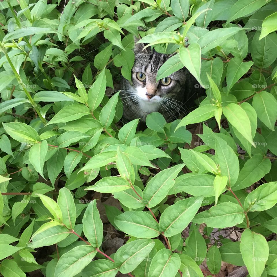 Cat kitty peaking out of the leaves