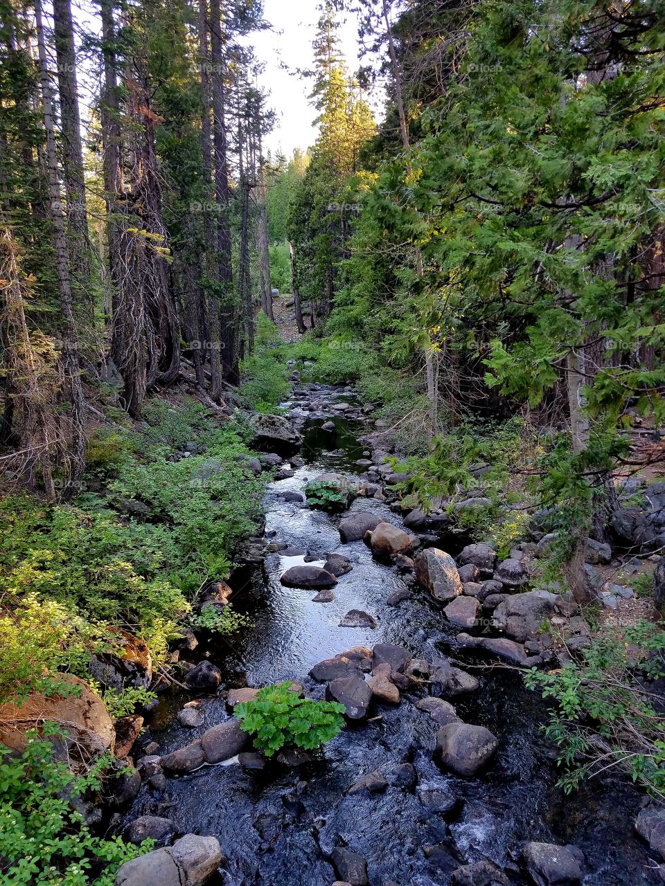 Sierra creek